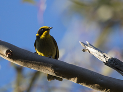Lichenostomus melanops