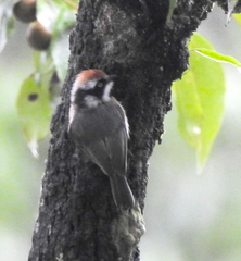 Aegithalos concinnus