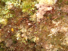 Parablennius gattorugine