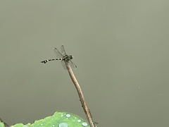 Ictinogomphus pertinax
