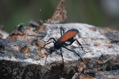 Pepsis grossa