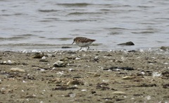 Calidris subminuta