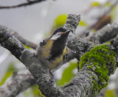Parus monticolus
