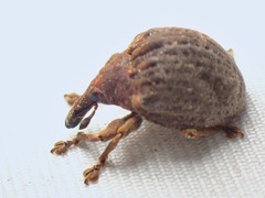 Omophorus wallacei