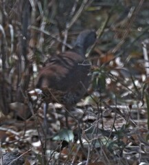 Crypturellus tataupa