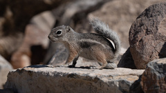 Ammospermophilus interpres