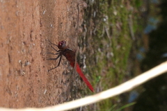 Rhodothemis lieftincki