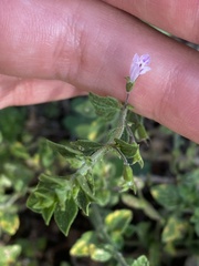 Clinopodium menthifolium ascendens