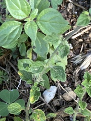 Clinopodium menthifolium ascendens