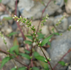 Persicaria hydropiper