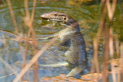 Varanus mertensi