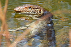 Varanus mertensi