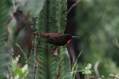 Chalcomitra senegalensis