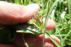 Cyperus congestus