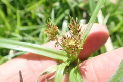 Cyperus congestus