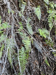 Blechnum appendiculatum