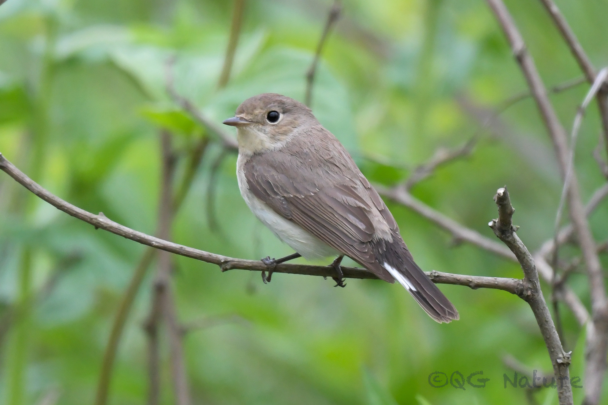 Taiga Flycatcher