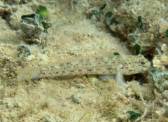 Gobius bucchichi