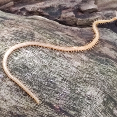 Haplophilus subterraneus