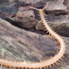 Haplophilus subterraneus