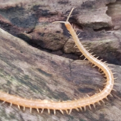 Haplophilus subterraneus