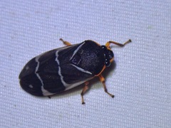 Cercopidae