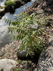 Toxicodendron succedaneum