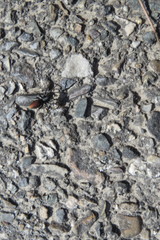 Castianeira walsinghami