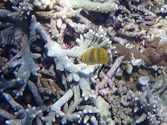 Chaetodon rainfordi