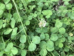 Trifolium repens