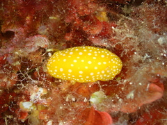 Phyllidia flava