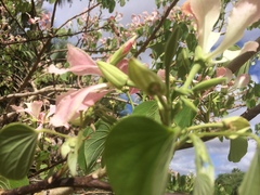 Bauhinia