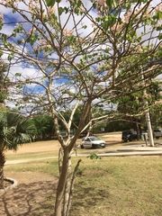 Bauhinia