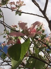 Bauhinia