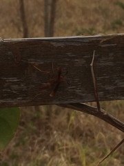 Polistes canadensis