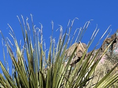 Dasylirion leiophyllum