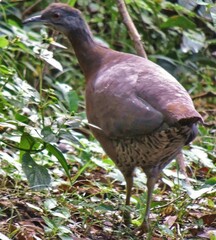 Crypturellus obsoletus