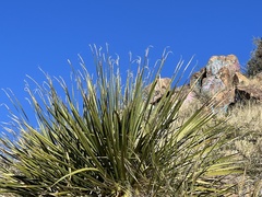 Dasylirion leiophyllum