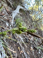 Carex wahuensis