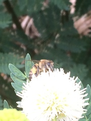 Apis mellifera
