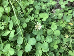Trifolium repens