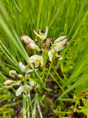 Disa bivalvata