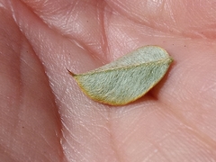 Podalyria argentea