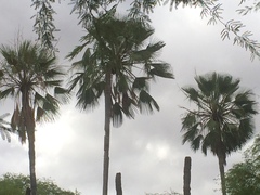 Copernicia prunifera