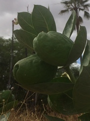 Calotropis procera