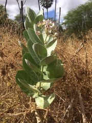 Calotropis procera
