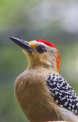 Melanerpes rubricapillus