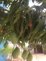 Mangifera indica