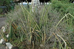 Sansevieria