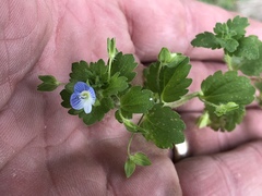 Veronica persica
